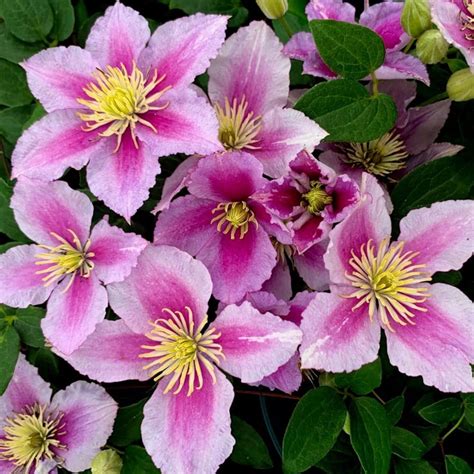 piillu|Clematis